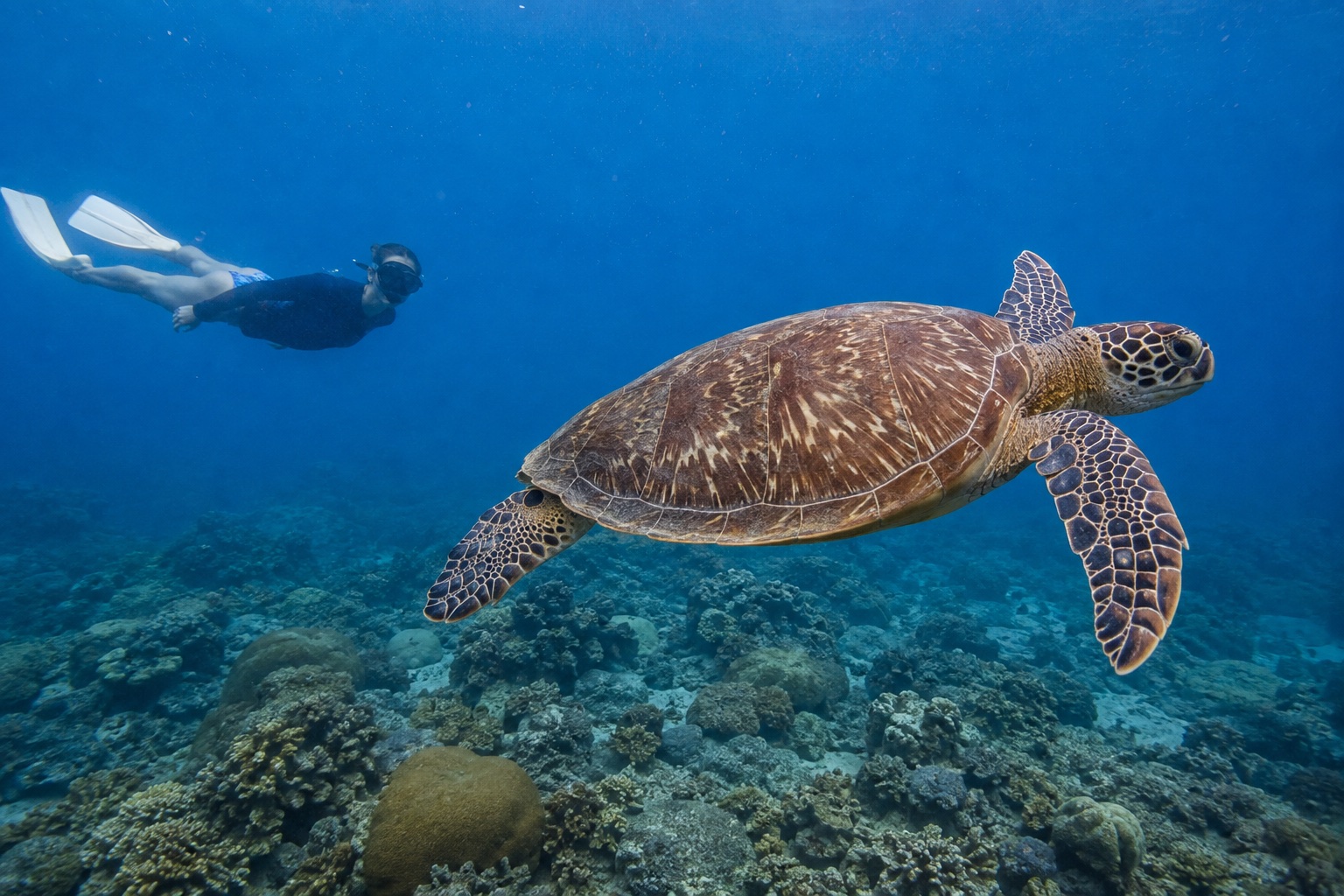 Voyageur observant une tortue marine à distance pendant une sortie snorkeling à Lombok