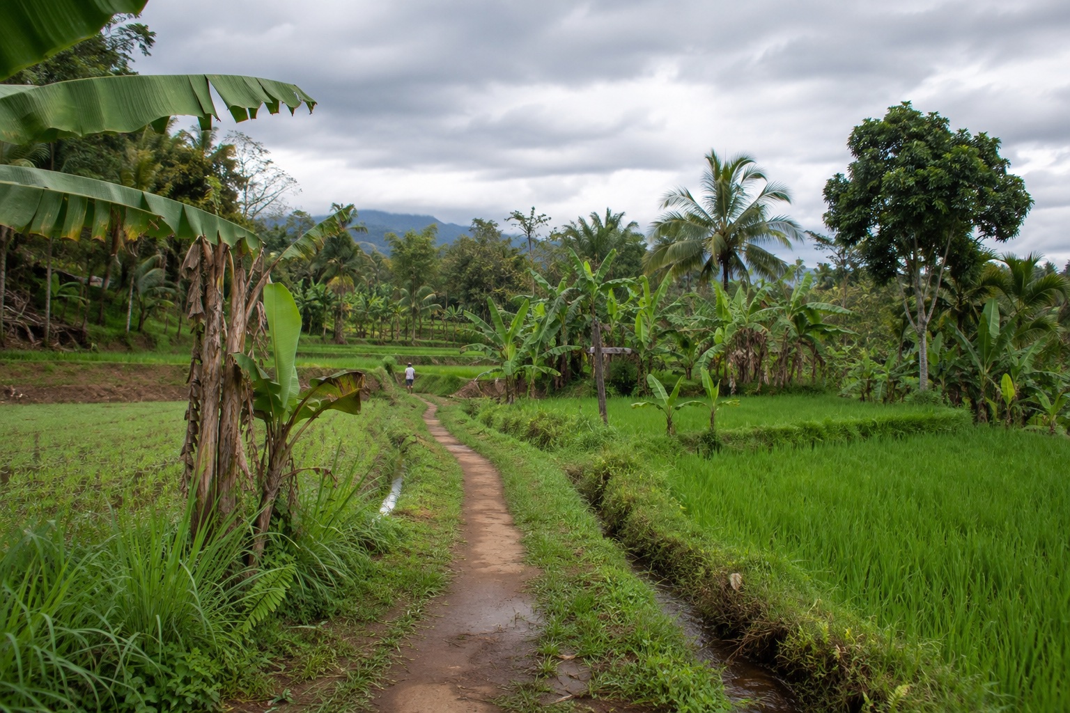 Chemin rural traversant les rizières et plantations de Tetebatu