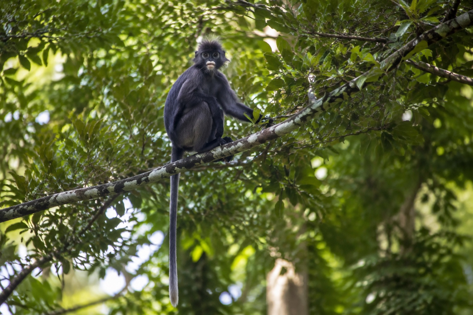 Singe noir sauvage observé dans la forêt de Tetebatu