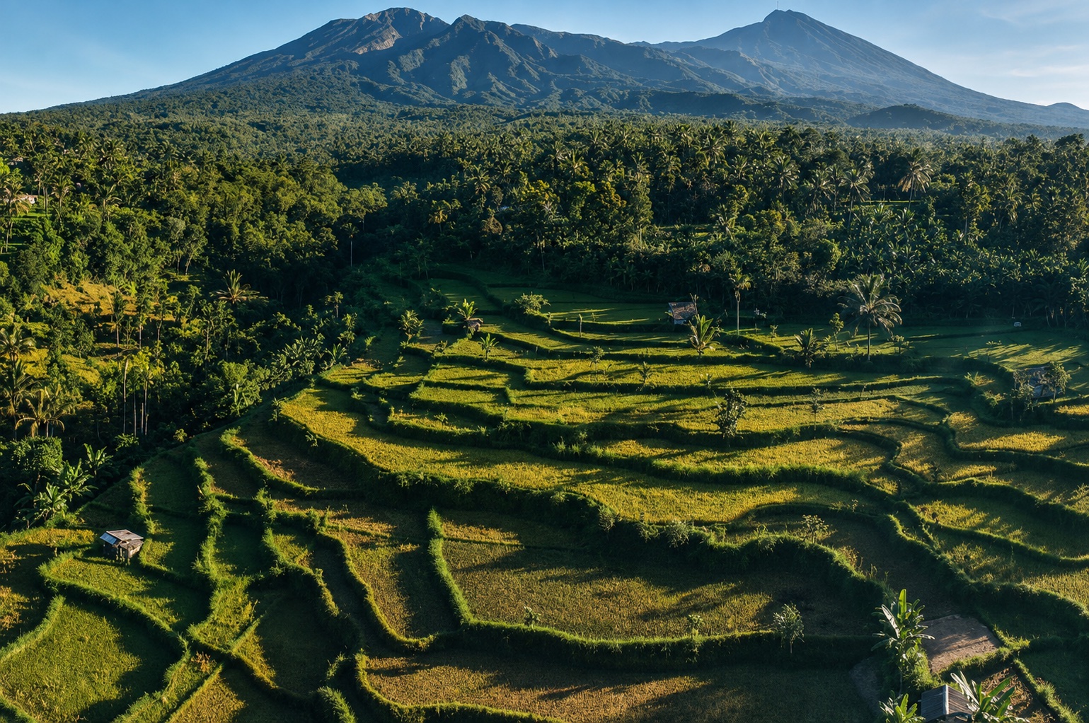 Rizières en terrasses au pied des reliefs de Lombok