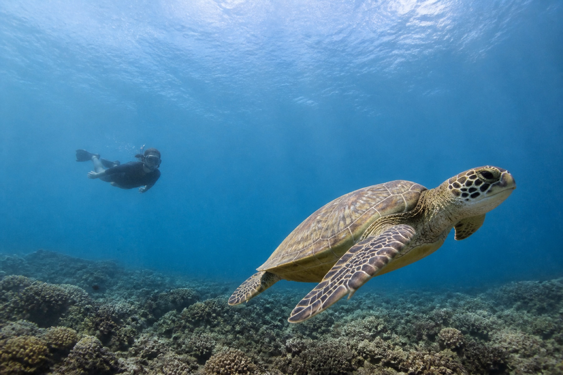 Turtle Point, à bonne distance — Secret Gilis & Turtle Point