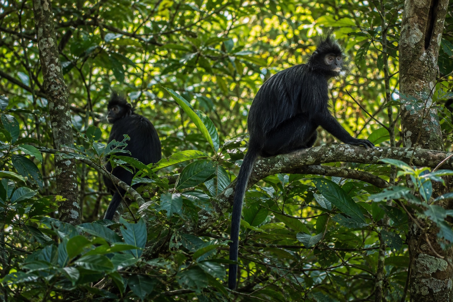 Les singes noirs dans leur forêt — Tetebatu & la forêt des singes noirs
