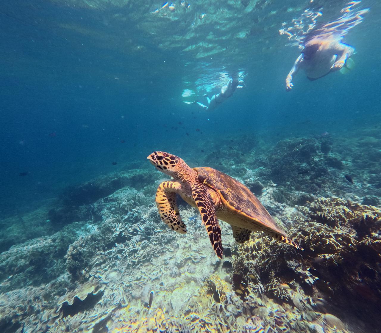 Tortue marine nageant aux Secret Gilis